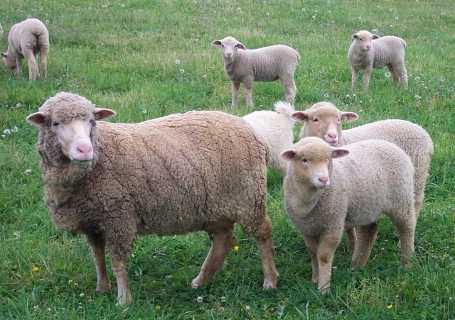 Cormo Sheep
