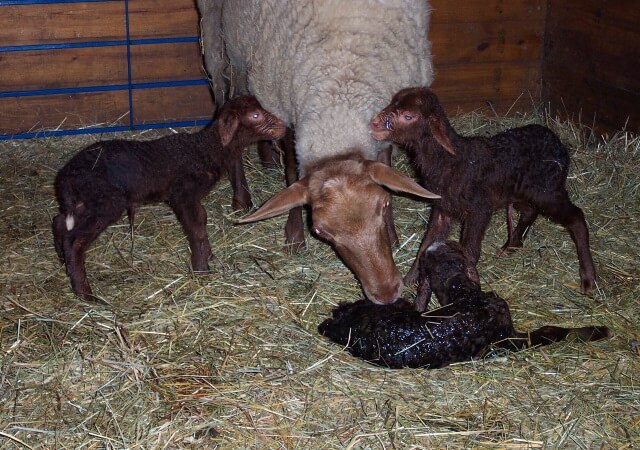 Sheep Birth